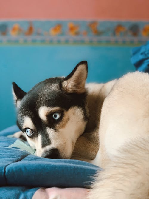 Dog Lying on Blue Textile