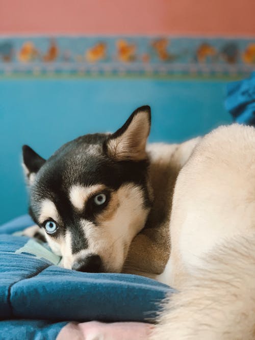 Siberian Husky Lying on Blue Textile
