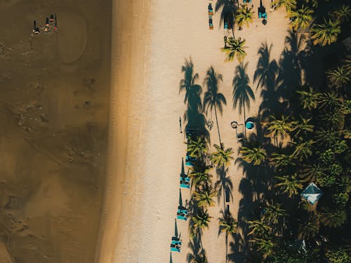 Darmowe zdjęcie z galerii z drzewa kokosowe, fotografia lotnicza, fotografia z drona