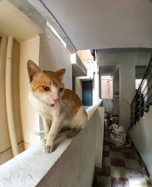 Free stock photo of animal, cat, india