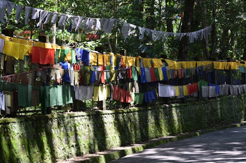 부처, 불교 사원, 숲길의 무료 스톡 사진
