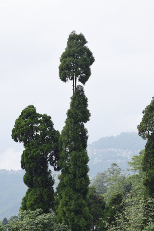 Foto stok gratis pohon besar, pohon cemara, pohon mekar
