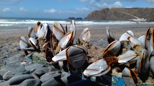 Free stock photo of arrifana, beach, muscheln