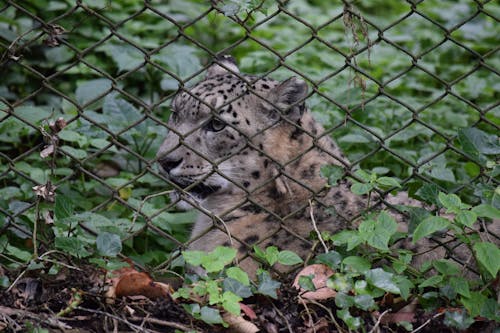 Základová fotografie zdarma na téma zoo, zoo zvíře, zoologie