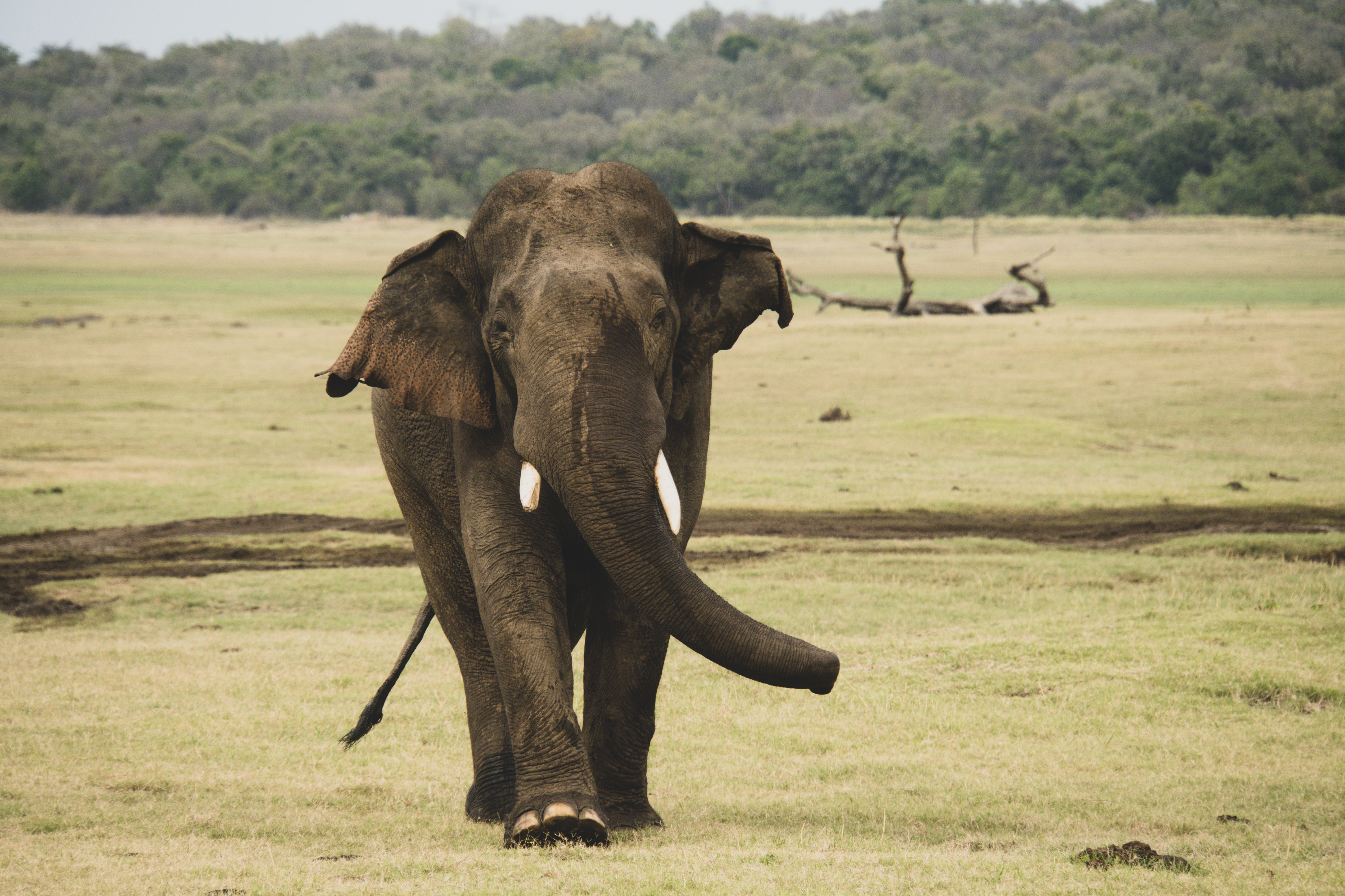 Hotels Near Yala National Park: Where to Stay for Safari
