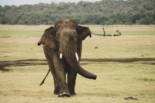 Portrait of Walking African Elephant