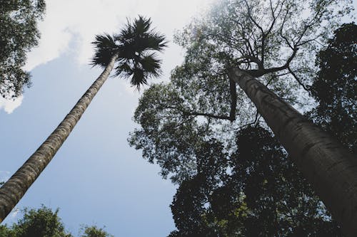Free stock photo of alberi, palma, sfondo