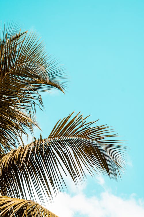 Free stock photo of nature, palme, palms