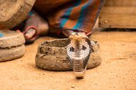 Cobra on Brown Sand