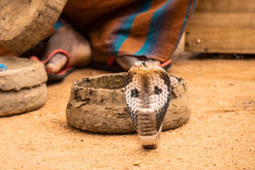 Free Close-up of a cobra rising from a basket in a sandy area, evoking a sense of danger. Stock Photo