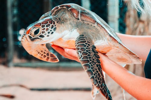 Person Holding Brown and Black Turtle