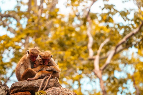 Free stock photo of famiglia, family, monkey