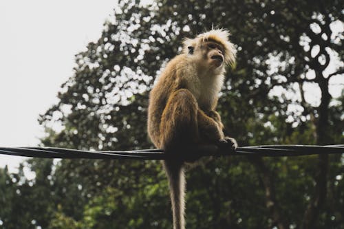 Free stock photo of monkey, scimmia