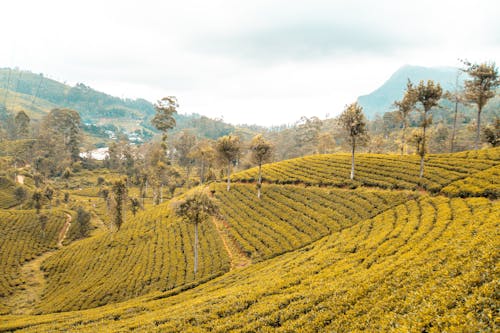 Free stock photo of nature, plant tea, plantation