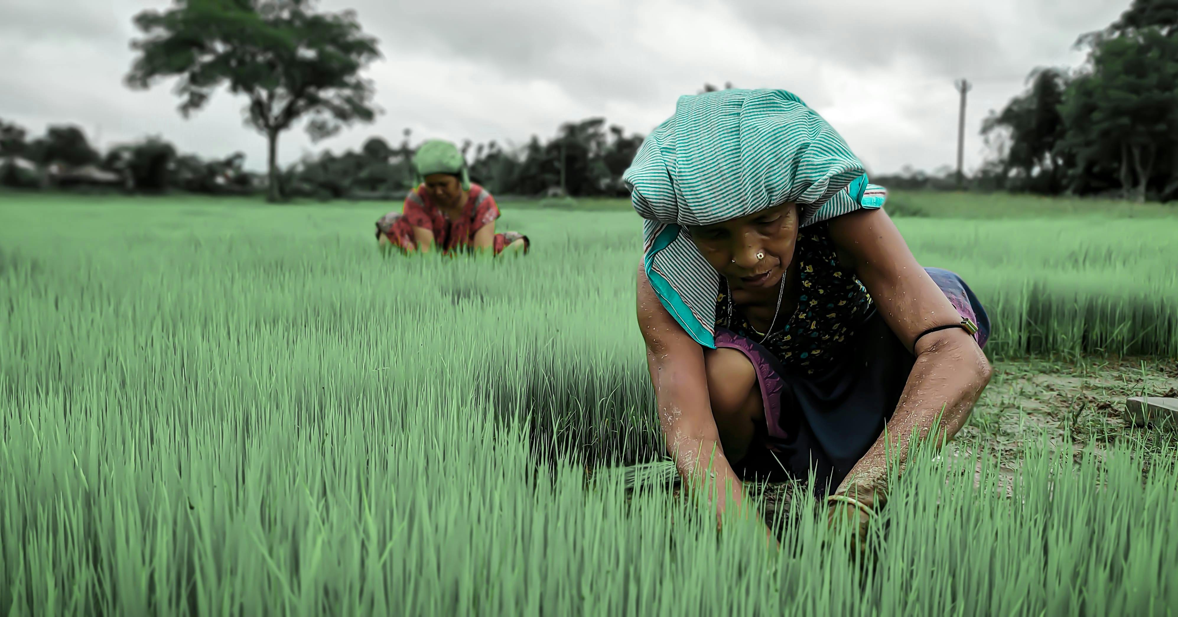 Many farmers utilize life insurance for farm financing — Photo by i@ kdb on Pexels