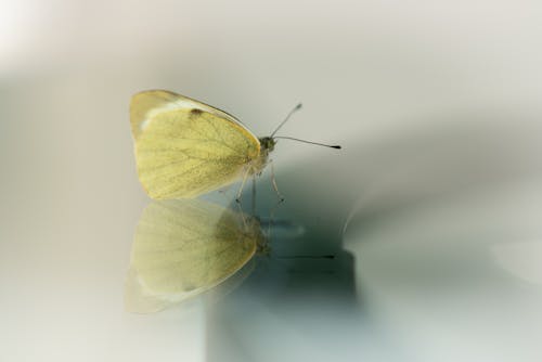 Close-Up Shot of a Yellow Butterfly 