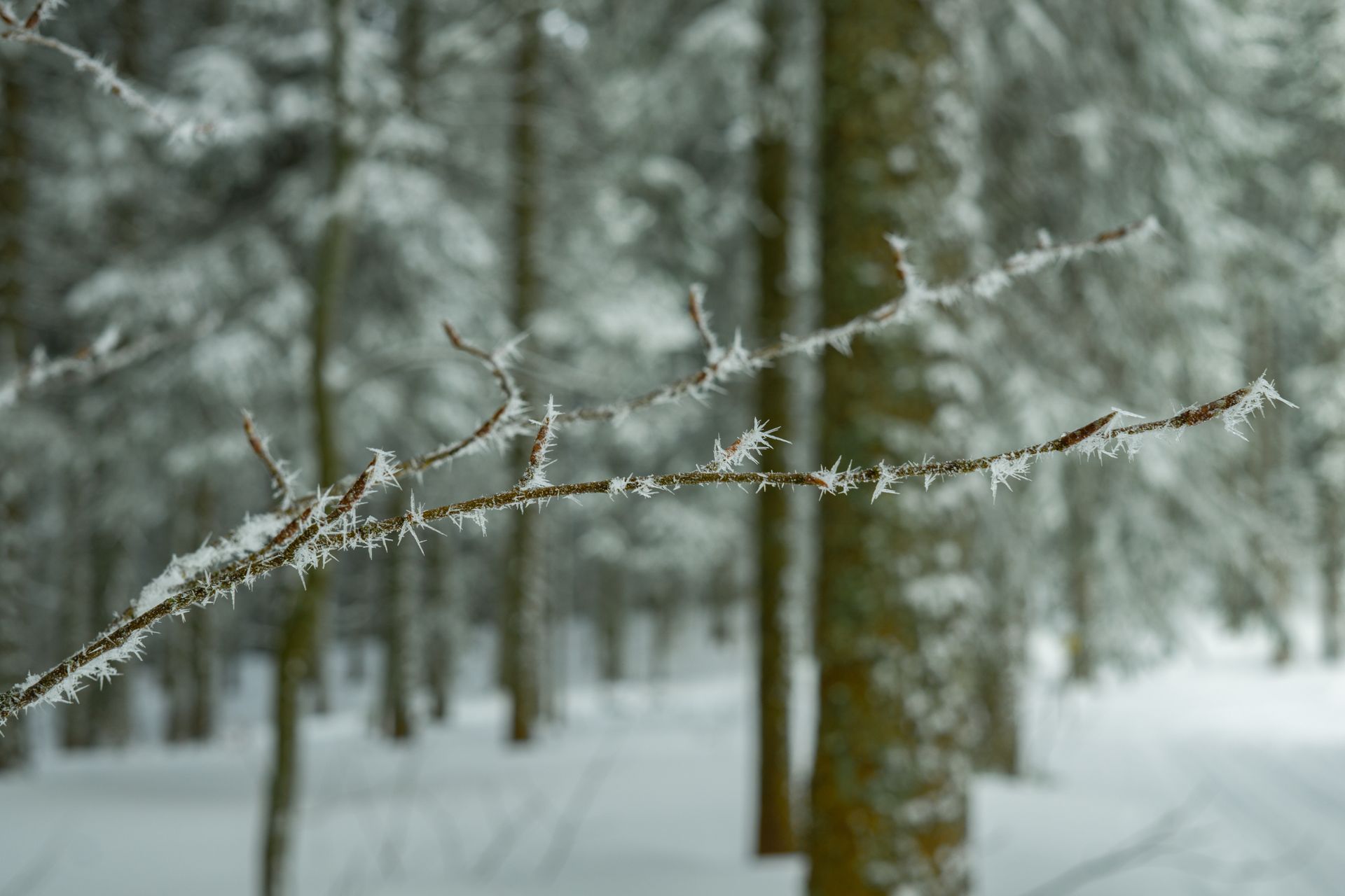 Close-up of frosted branches in a peaceful winter forest, capturing the essence of nature's icy beauty.