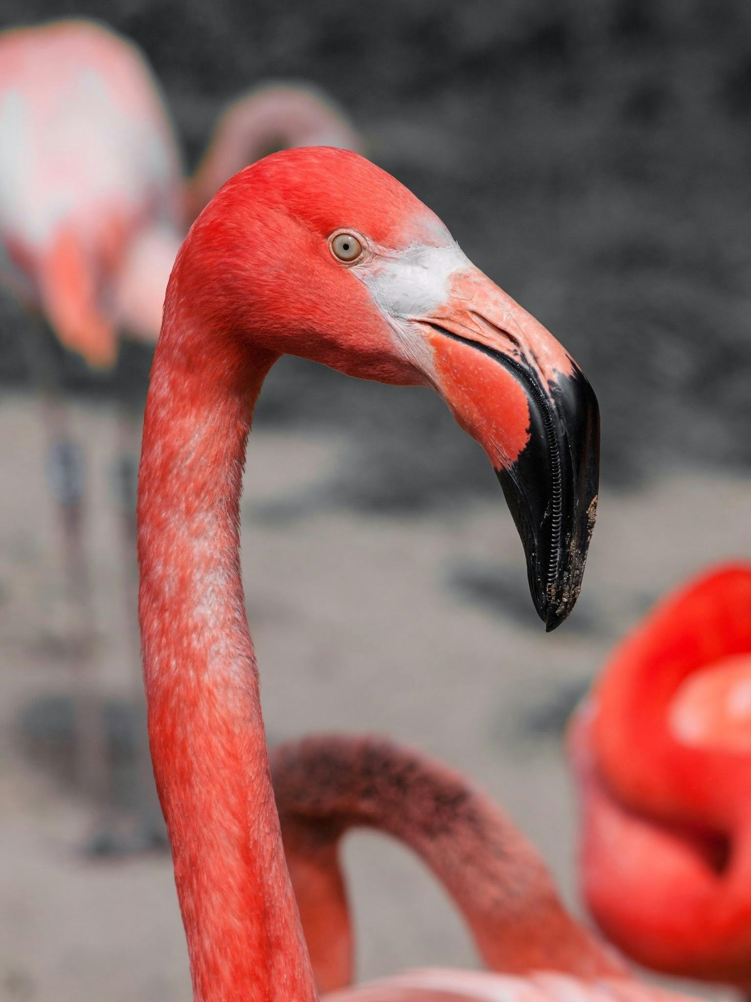 Foto Stok Gratis Tentang Alam Berwarna Merah Muda Binatang