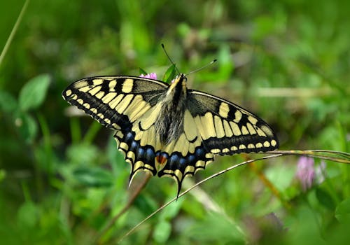 东方虎燕尾蝴蝶选择性聚焦摄影