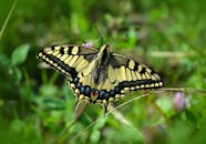 草地上燕尾蝶的清晰图像，背景是模糊的绿色
