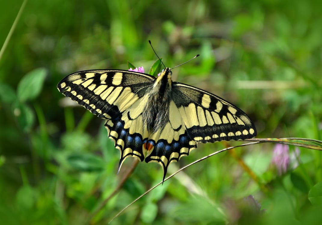 무료 동부 호랑이 호랑 나비과 선택적 초점 사진 스톡 사진