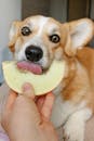 一只可爱的柯基犬在有趣的室内环境中舔着一片甜瓜