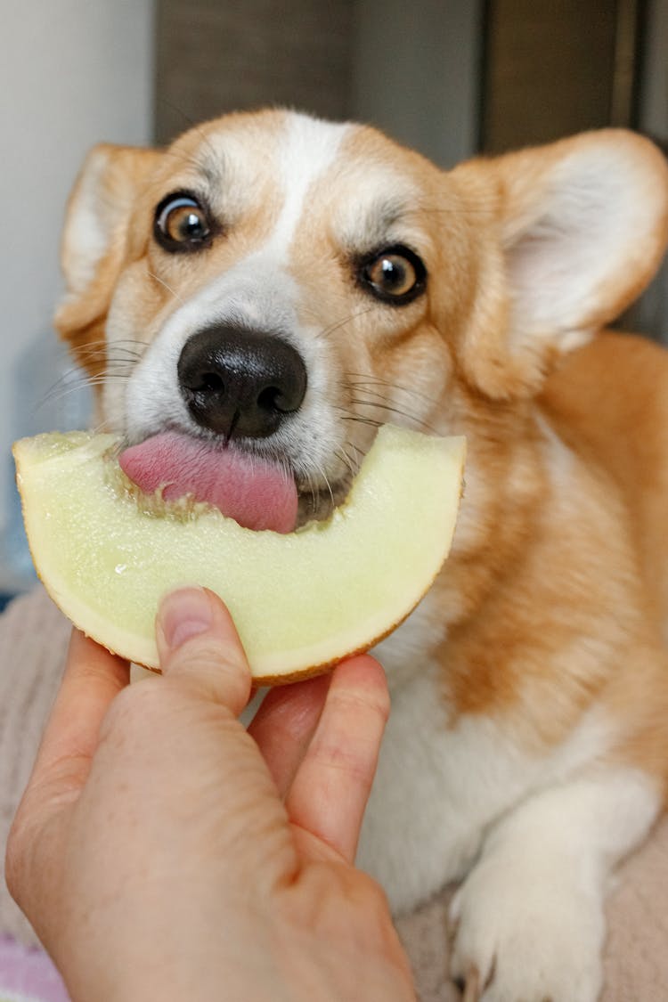 Brown And White Corgi Eating Melon