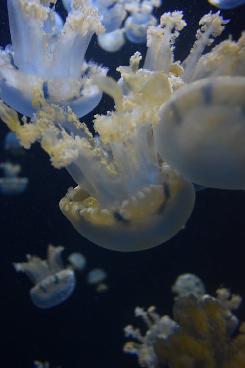 Kostenlos Kostenloses Stock Foto zu aquarium, baden, biologie Stock-Foto