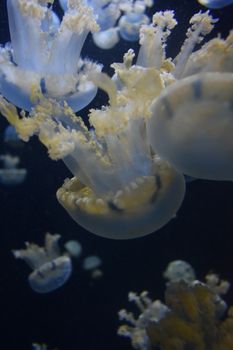 在深蓝色的水中，迷人的水母优雅地漂浮着