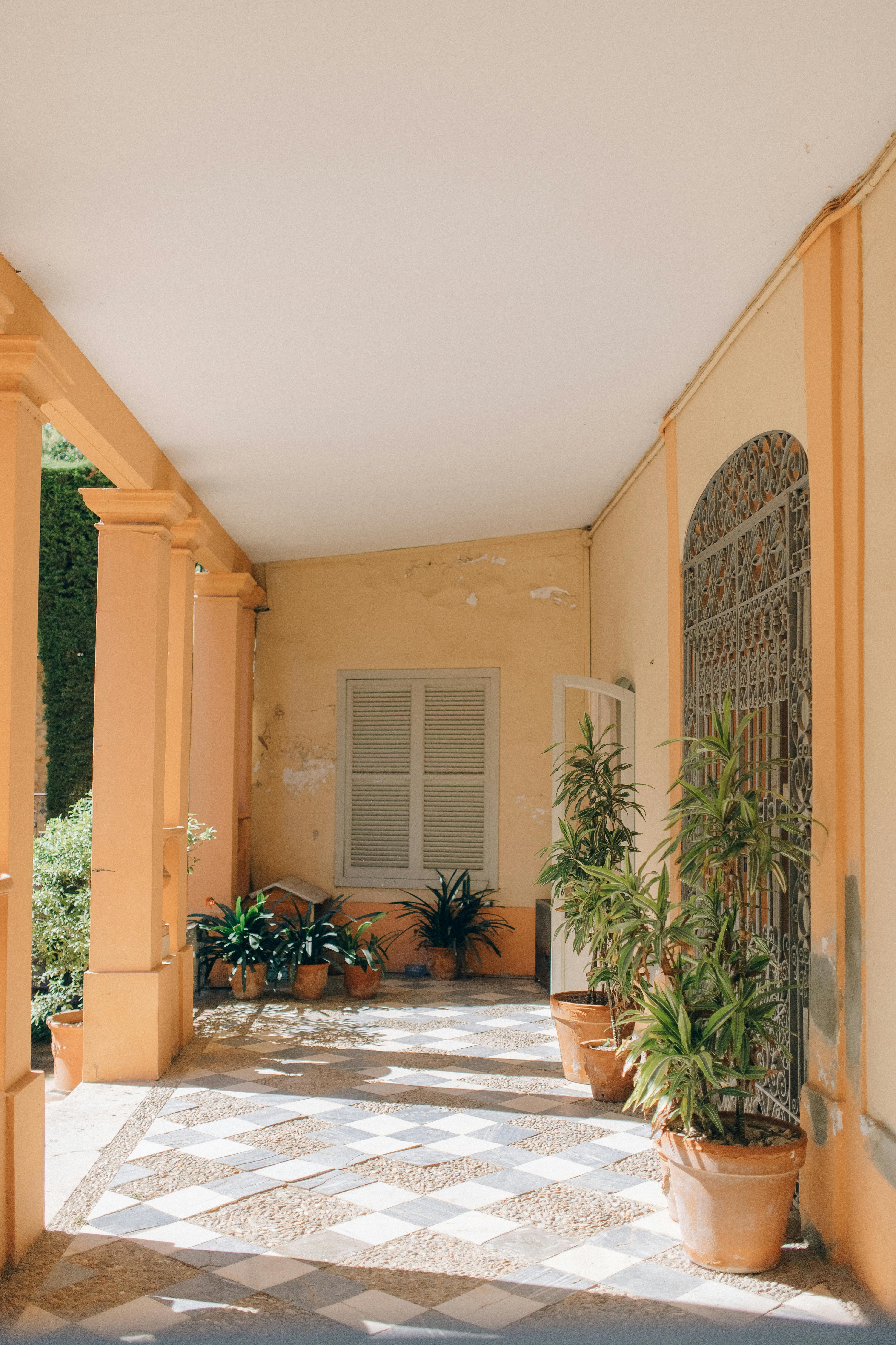 green palm plant near brown wooden door