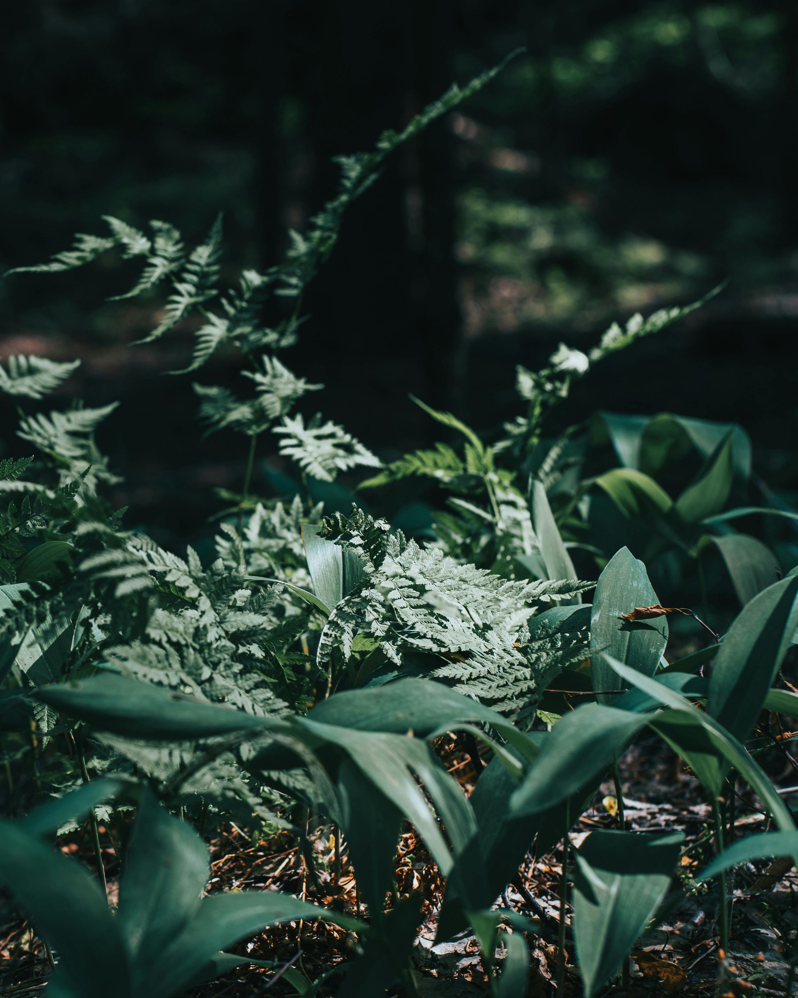 Captivating shot of lush green foliage in a tranquil Russian forest, perfect for nature enthusiasts.