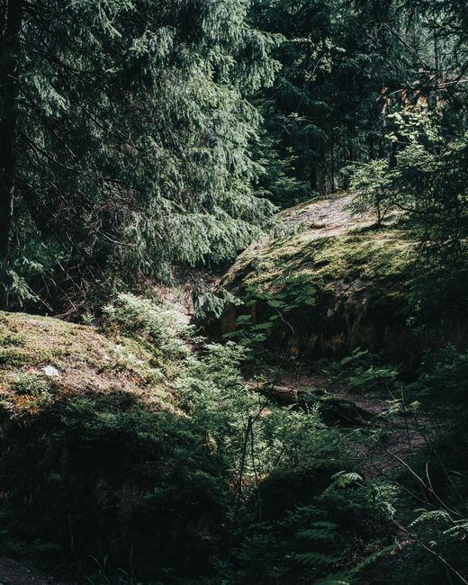 Explore the lush, serene forest landscape in Vyborg, Russia, featuring mossy rocks and towering trees.