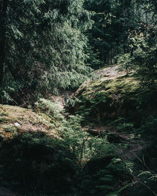Free Explore the lush, serene forest landscape in Vyborg, Russia, featuring mossy rocks and towering trees. Stock Photo