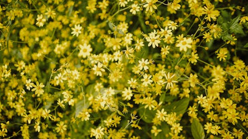 Ilmainen kuvapankkikuva tunnisteilla kasvi, kasvikunta, keltainen Kuvapankkikuva