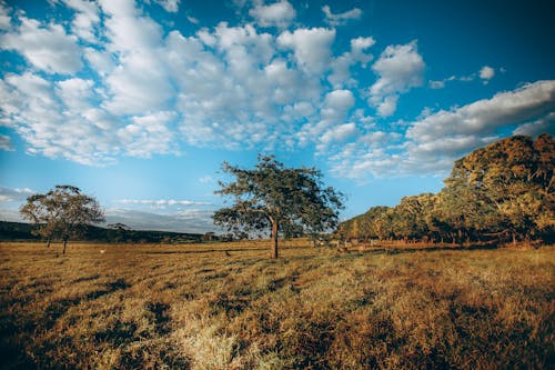 Vibrant blue sky over trees in meadow