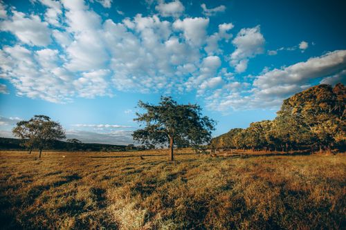 Free Tall trees with dark green leaves in field under vivid blue sky covered with clouds in daytime Stock Photo