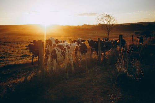 Foto stok gratis agrikultura, alam, backlit