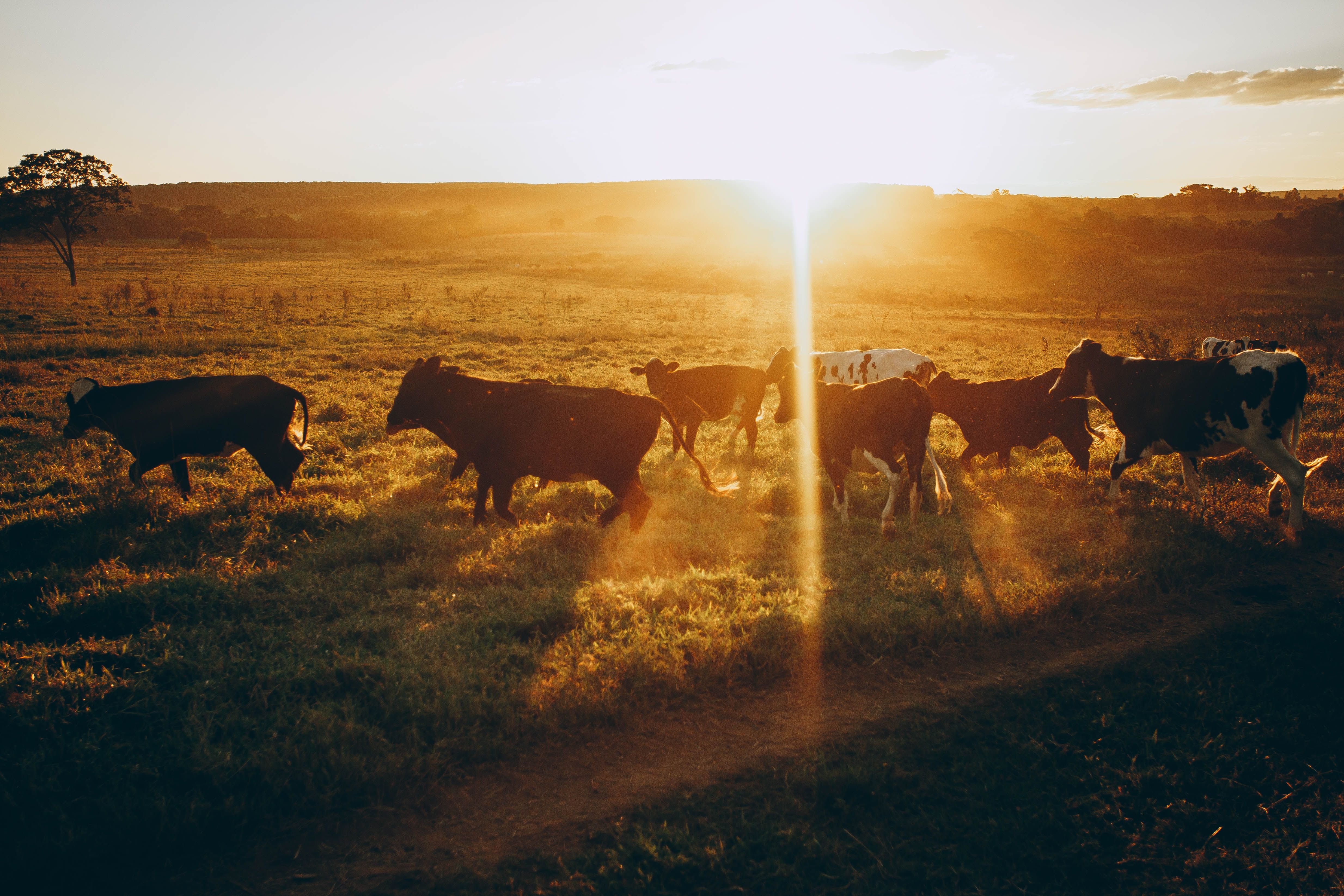 Cattle Grazing at Sunset in Tranquil Meadow · Free Stock Photo