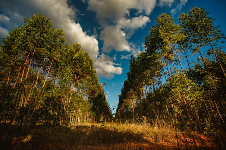 Row Of Tall Trees Under Sky In Forest