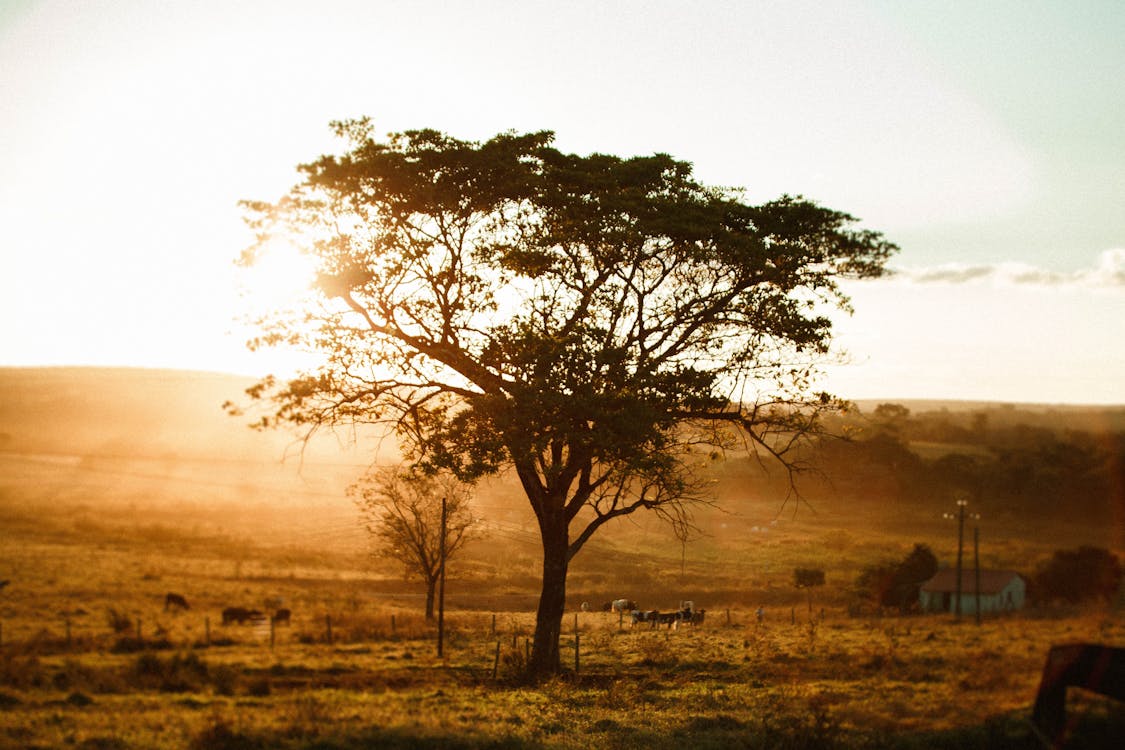 Tall tree near pasture in countryside at sunset