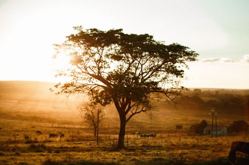 Free Clear sky over tall tree and animals on green pasture covered with grass in village in sunlight at dawn Stock Photo