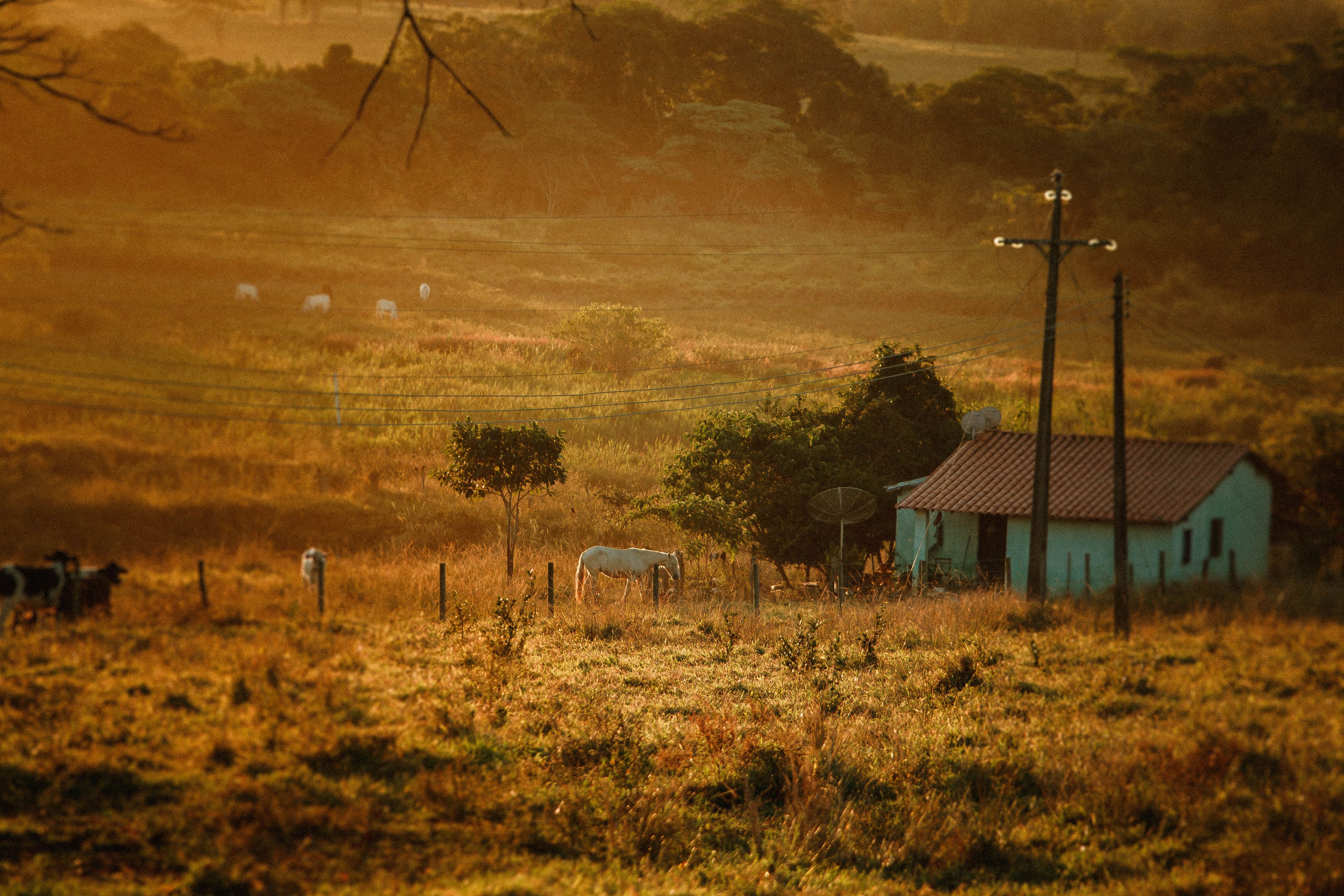 Farm to become 'beacon of hope' nature reserve