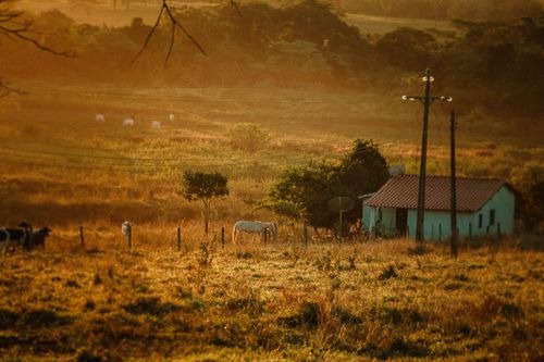 Free Idyllic rural scene with a farmhouse and grazing cattle under a warm sunset glow. Stock Photo