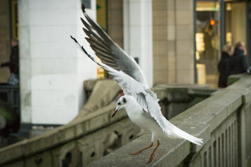 gratis Witte En Grijze Vogel Die Op Brug Neerstrijkt Stockfoto