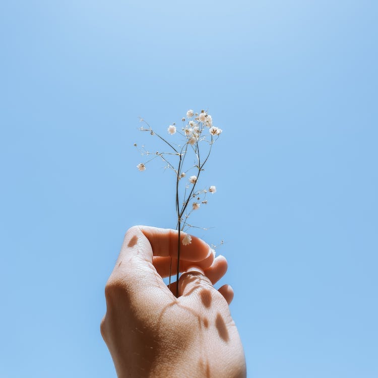 Free Flower in Hand Stock Photo