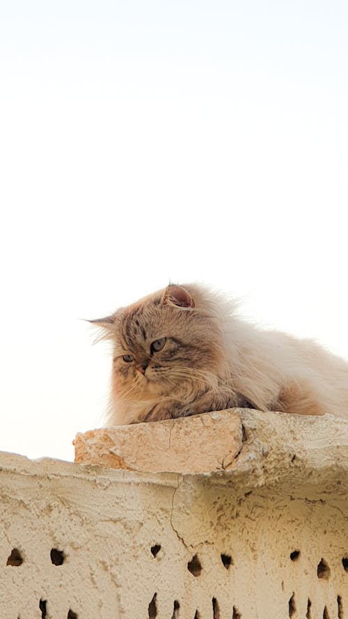 Ingyenes stockfotó délután, macska, sleepysunday témában