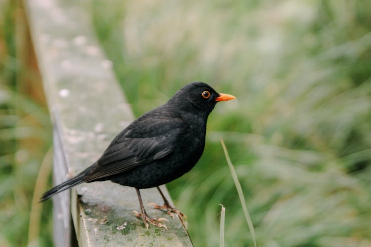 Close Up Of Blackbird