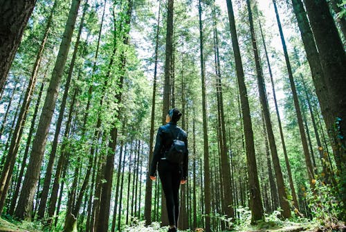 Free Woman Carrying a Backpack Standing in the Middle of a Forest Stock Photo