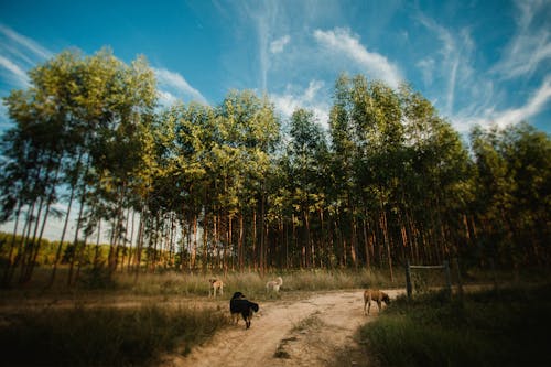 Flock of dogs on sandy road next to rows of tall coniferous trees under blue cloudy sky in daytime