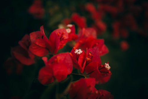 Free Closeup of small delicate flowers with tiny white stigmas and vibrant red petals in park in daylight on blurred background Stock Photo